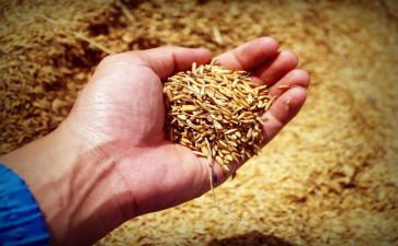 粮食安全宣传总结范文6篇