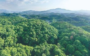 林业站个人述职报告5篇