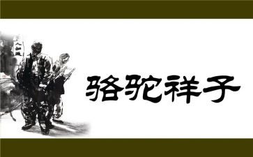 骆驼读书心得体会5篇