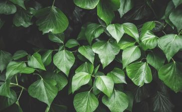 10绿教学反思推荐6篇