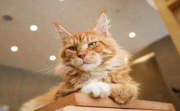 《猫》的听课心得体会通用6篇