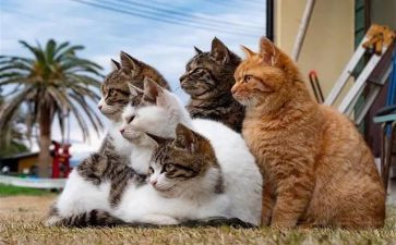 《猫》的听课心得体会5篇