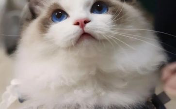 城市的野猫大班教案8篇