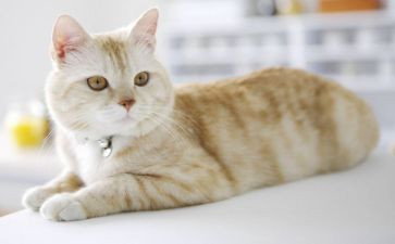 虎皮猫的读后感6篇