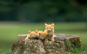 猫武士心得体会8篇