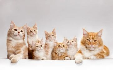 《猫》的听课心得体会精选6篇