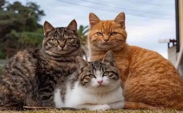 猫和狗的故事作文300字精选5篇