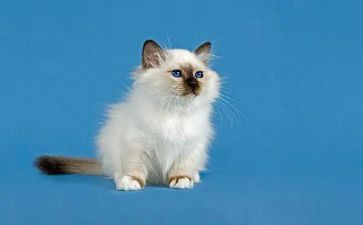关于猫的作文800字优质7篇