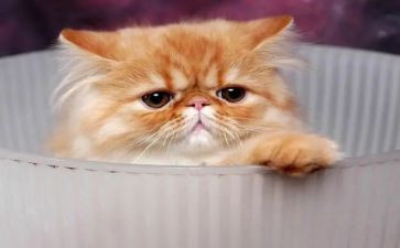 中班画熊猫教案6篇