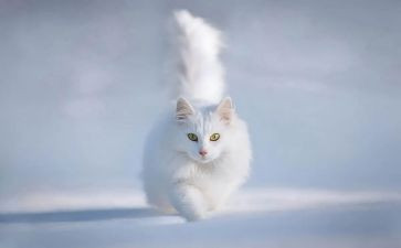 关于猫英文作文8篇
