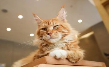 《我是猫》读书心得8篇