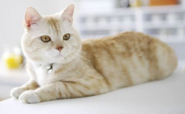 《猫》的听课心得体会参考5篇