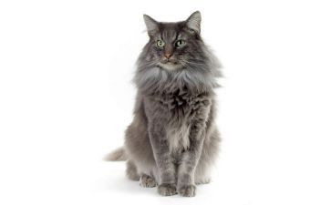 会飞的猫的读后感优质6篇