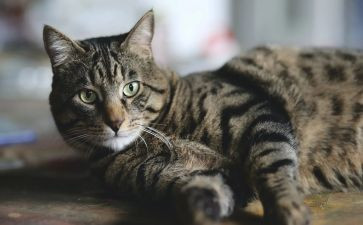 我是猫作文600字通用6篇