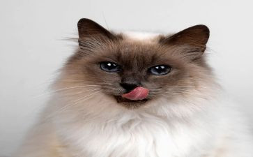 听课《猫》心得体会7篇