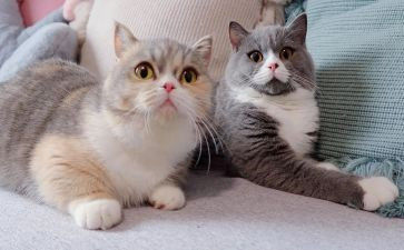 《猫》的听课心得体会模板5篇