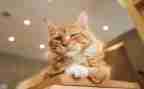 《猫》的听课心得体会通用6篇