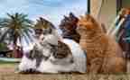 写熊猫的作文优秀7篇