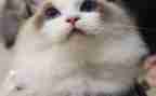 猫教案设计优秀教案7篇