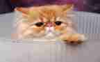 猫教案优秀教案8篇