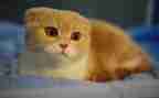 猫与老虎读后感优质5篇
