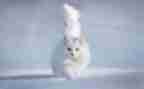 写熊猫的作文参考7篇