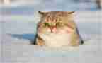 猫主题活动方案优秀8篇
