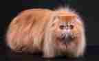 写熊猫的作文500字8篇