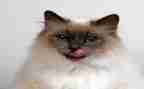听课《猫》心得体会7篇