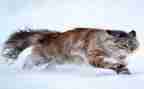 猫与老鼠的读后感6篇
