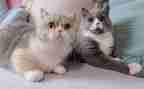 朝花夕拾猫和鼠的读后感100字8篇