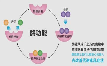 关于酶的调查报告通用7篇