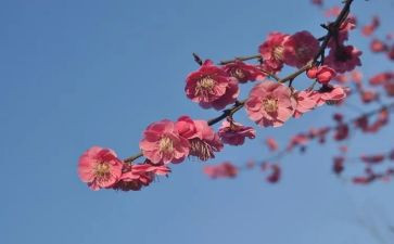 桂梅先进事迹心得体会8篇