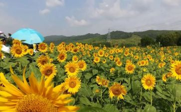 学生最美事迹材料范文6篇