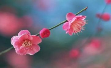 梅花易心得体会5篇