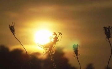 命运的作文优质7篇