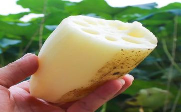 藕的作用教案5篇