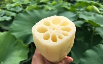 藕的秘密教案优秀6篇