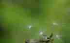 蒲公英的教案优质7篇
