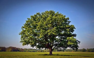 2024年小学植树节活动总结8篇