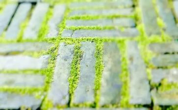 苔读后感300字参考8篇