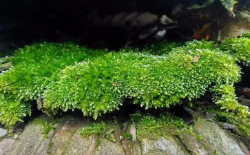 苔读后感300字精选8篇