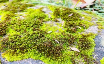 苔读后感300字最新8篇