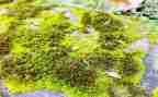 苔读后感300字最新8篇