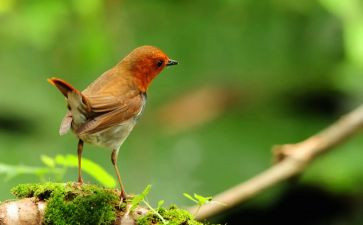 喂小鸟教学反思6篇