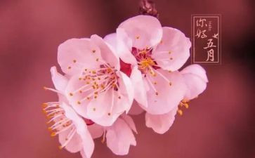 五月份的演讲稿6篇