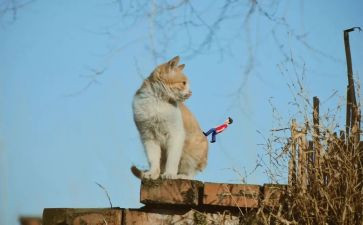 月的遐想作文5篇