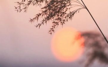 骆祥子读后感推荐8篇