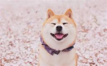 以笑对生活为话题的演讲稿5篇