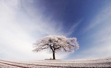 雪的读后感300字精选5篇